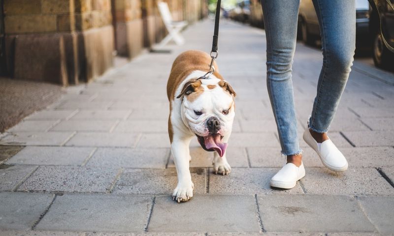 Walk Dogs or Pet Sit for Neighbors