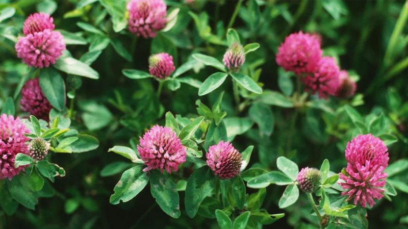 Hops and Red Clover: Herbal Allies for Female Balance