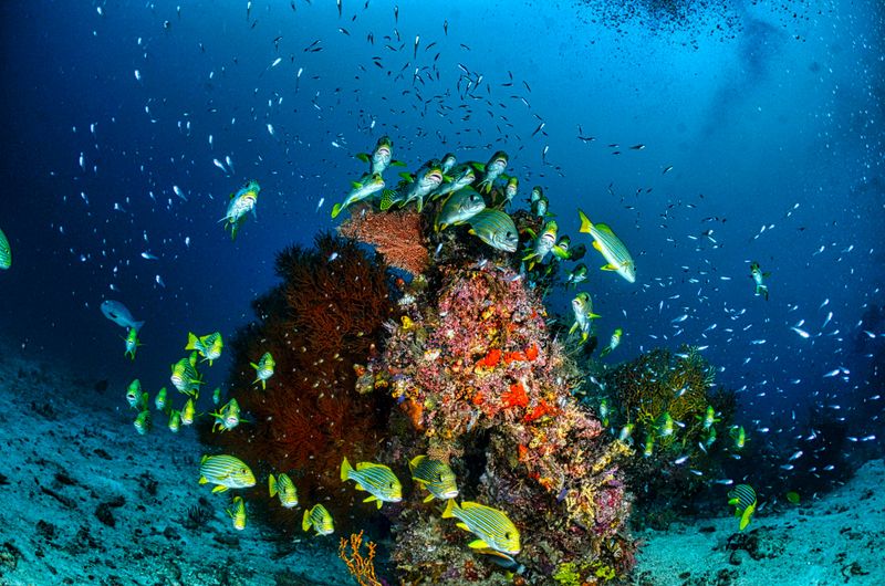 Coral Reefs in Their Full Glory