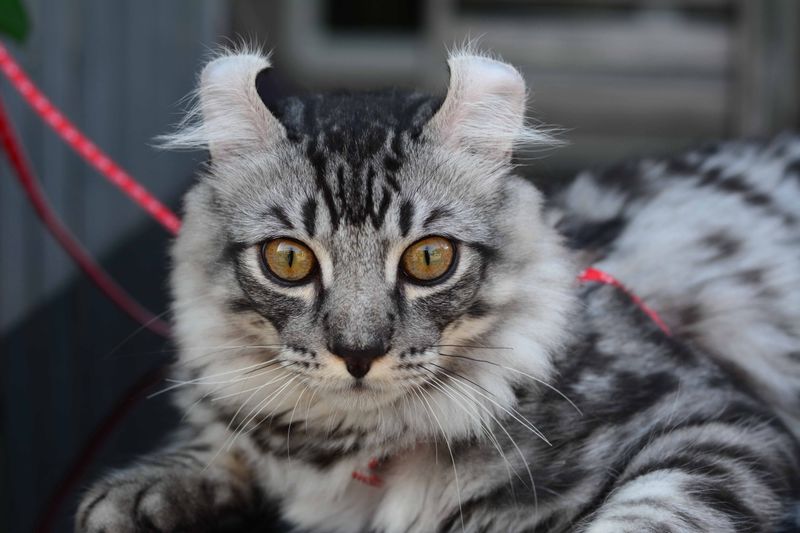 ISFP – American Curl: The Artist's Whimsical Muse