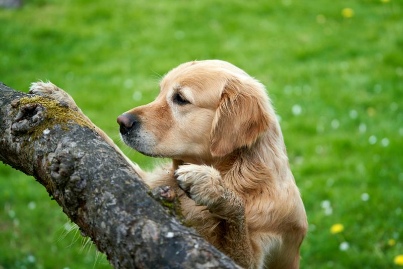 Barking Up the Wrong Tree