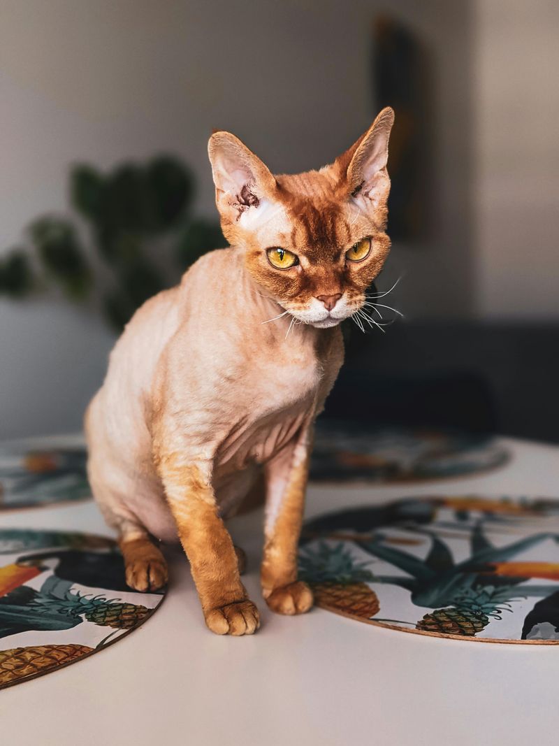 Devon Rex