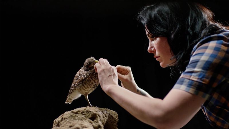 Taxidermy