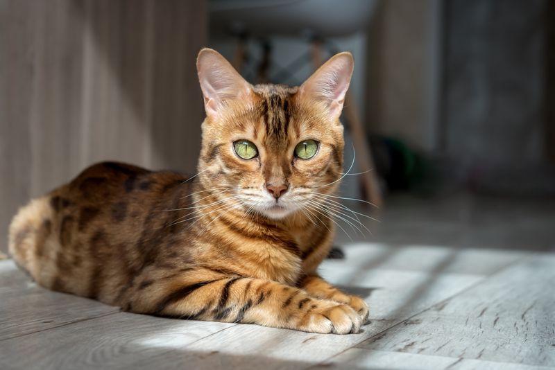ENTJ – Bengal: The Executive's Wild Side
