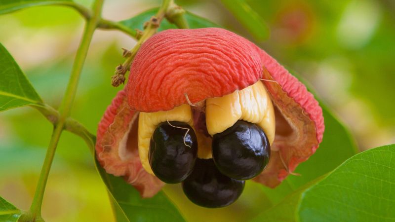 Ackee Fruit (Jamaica)