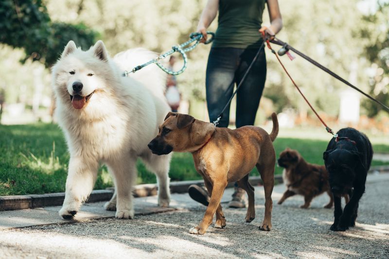Pet Sitting or Dog Walking