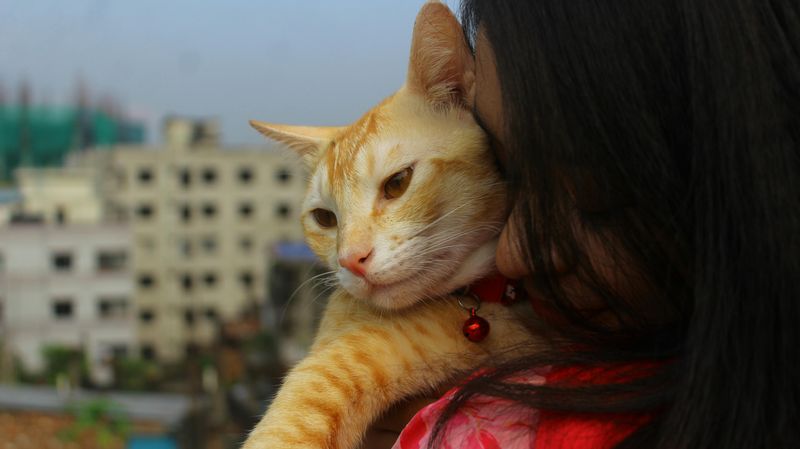 Talking to Pets Like People