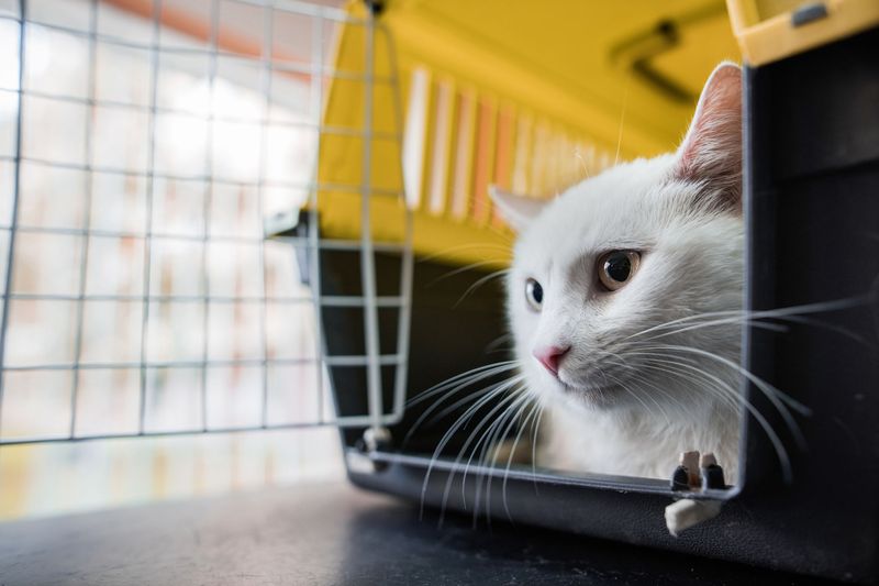 Reduce Stress During Travel or Vet Visits