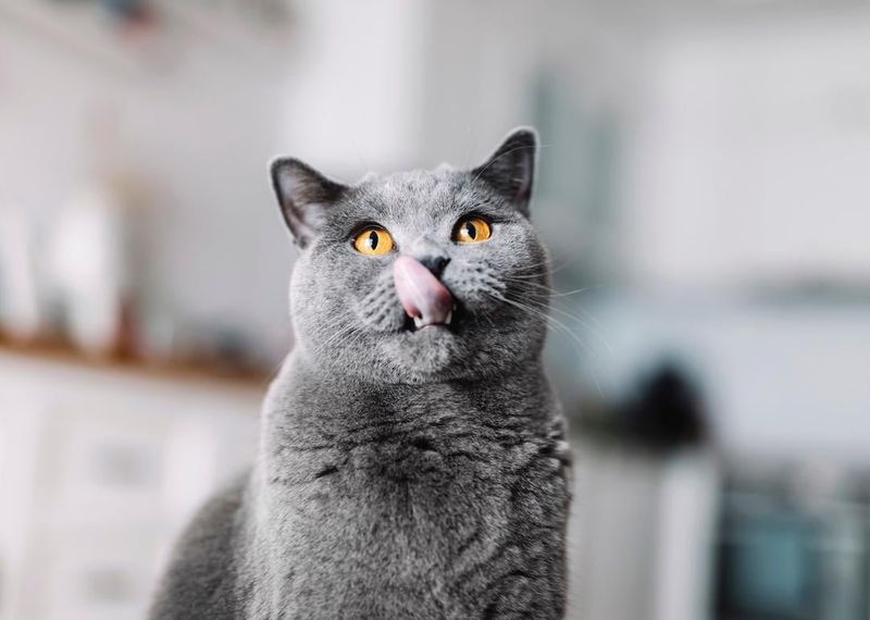 Cat Got Your Tongue