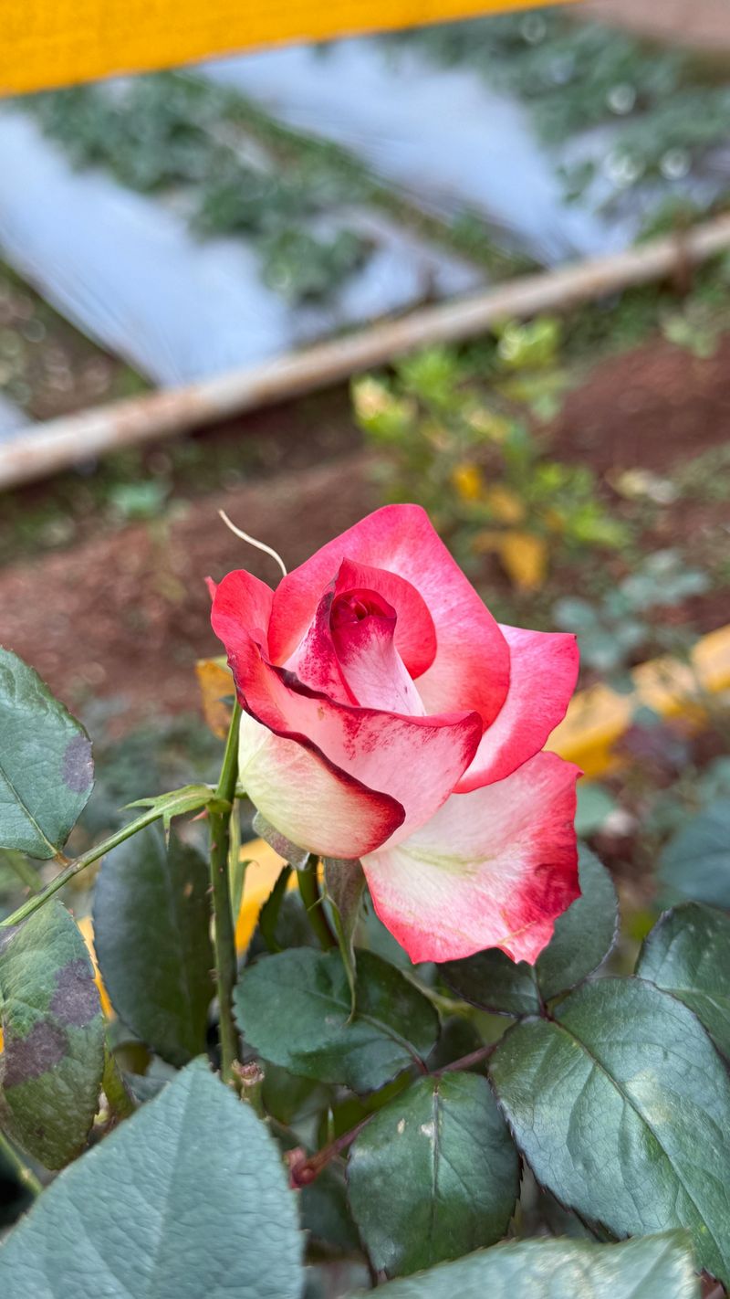 Protect tender perennials with “winter collars”