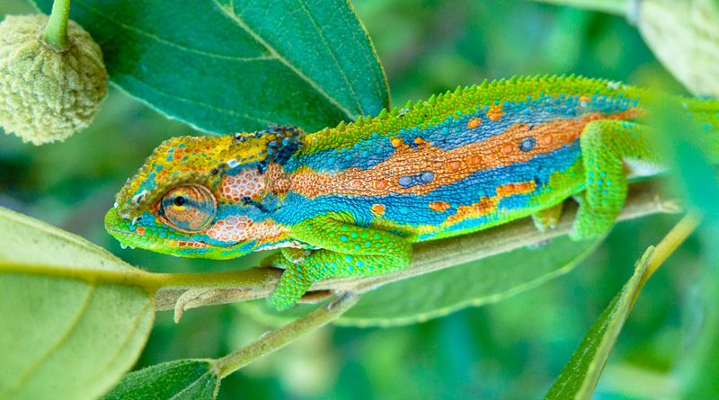 Chameleons change color to blend in.