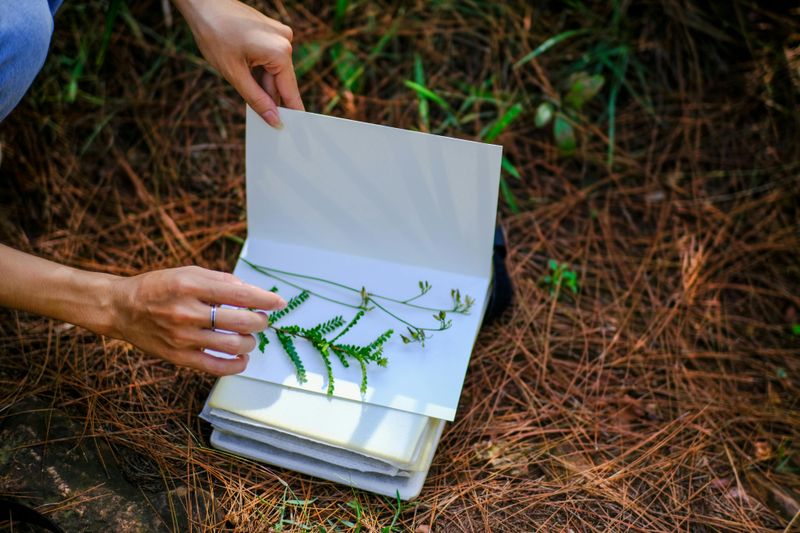 Pressed Flower Crafts