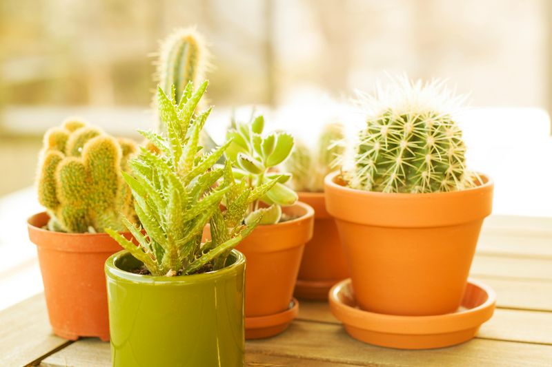 Bring in Houseplants