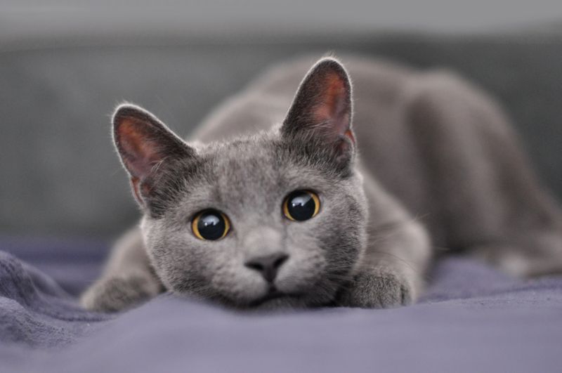 INTJ – Russian Blue: The Strategic Thinker's Shadow