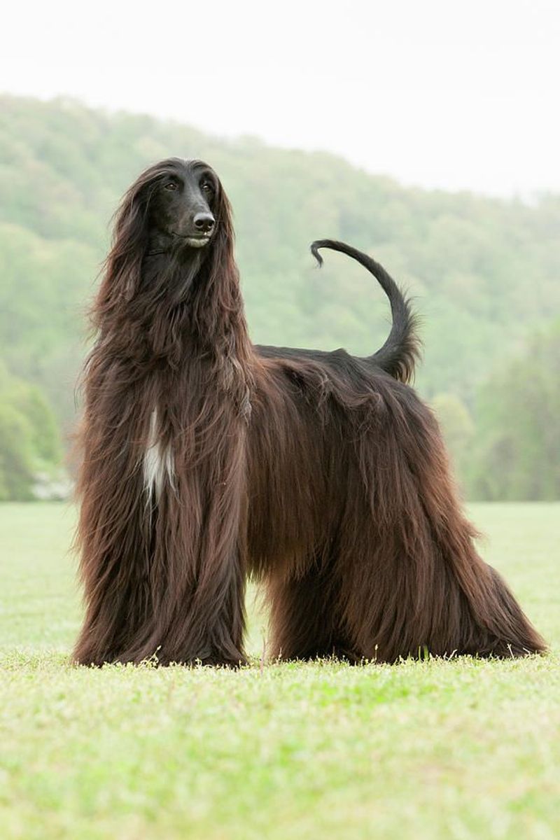Afghan Hound