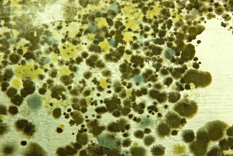 Mold Exposure