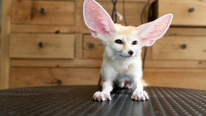 Exotic Pets
