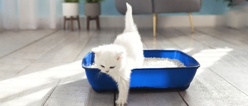 Using the Litter Box Consistently