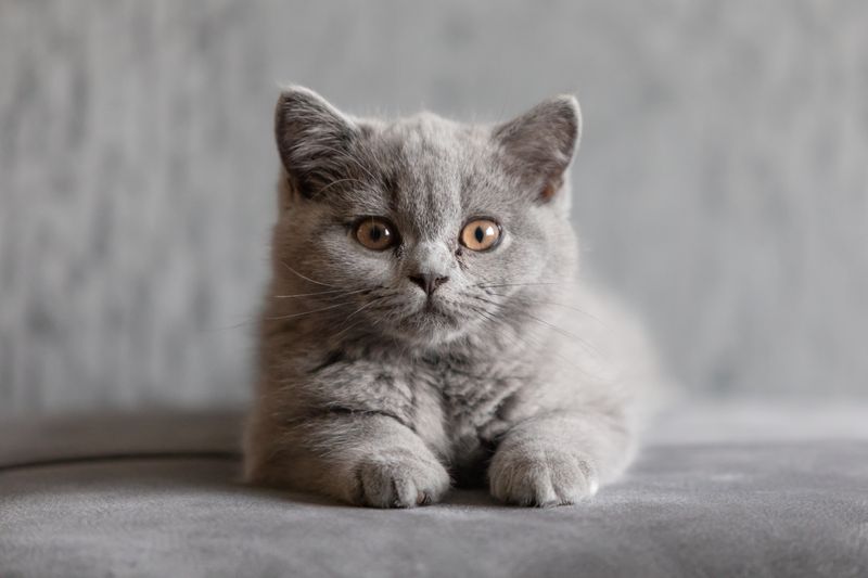 ISTJ – British Shorthair: The Traditionalist's Steadfast Friend