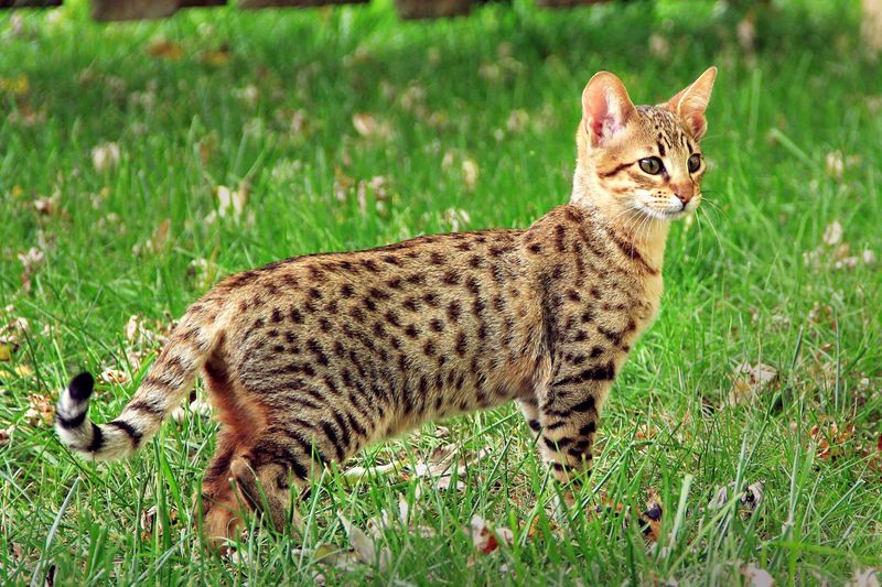 ESTP – Savannah: The Daredevil's Wild Companion