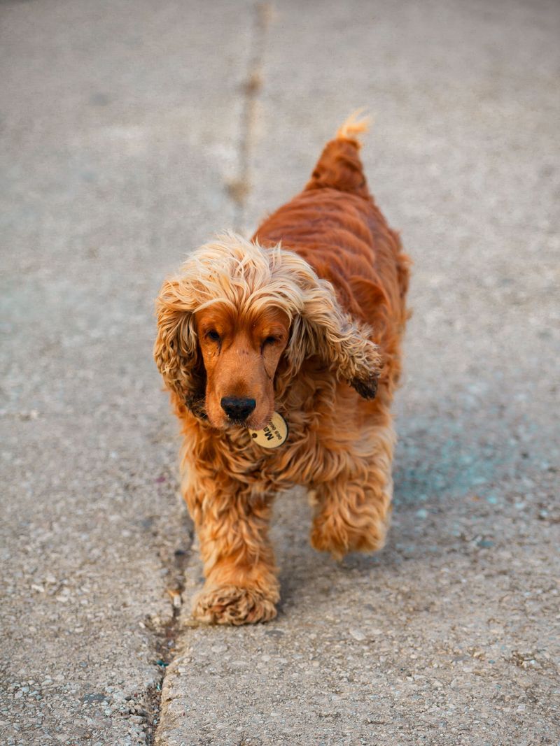 You wanted a dog - You may accidentally get a full-time shadow 11 English Cocker Spaniel - The Merry Tail Shadow