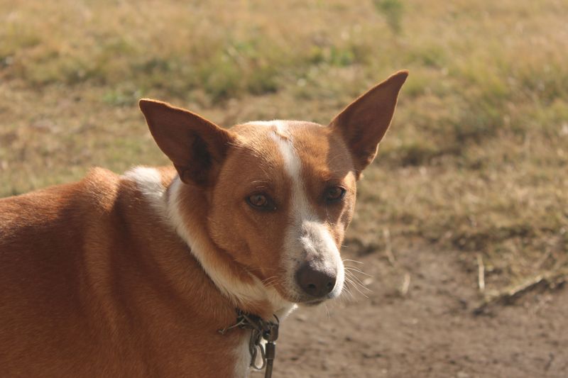 Looking for a tidier companion? These dog breeds have some naturally neat habits 5 Basenji