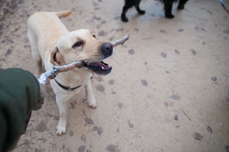 These clever dogs often catch on quickly - As long as the rules don't keep changing 9 Labrador Retriever - Friendly worker powered by routine