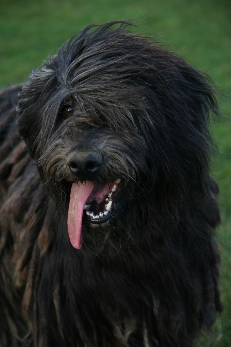 Bergamasco Sheepdog