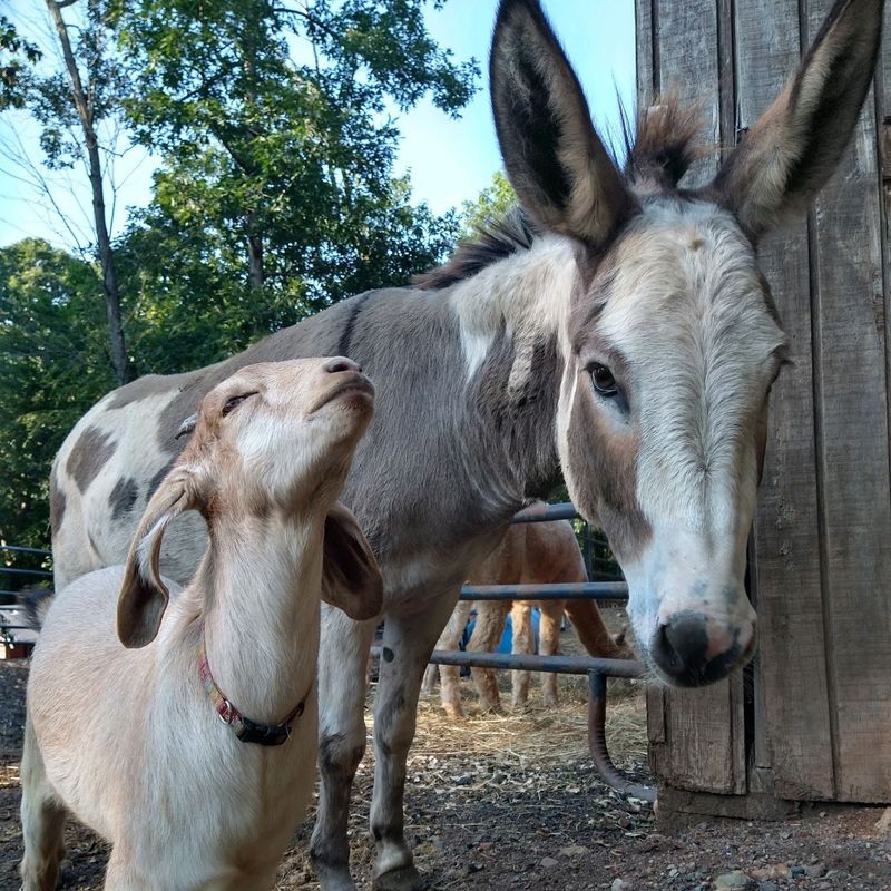 TevaLand Sanctuary Farm