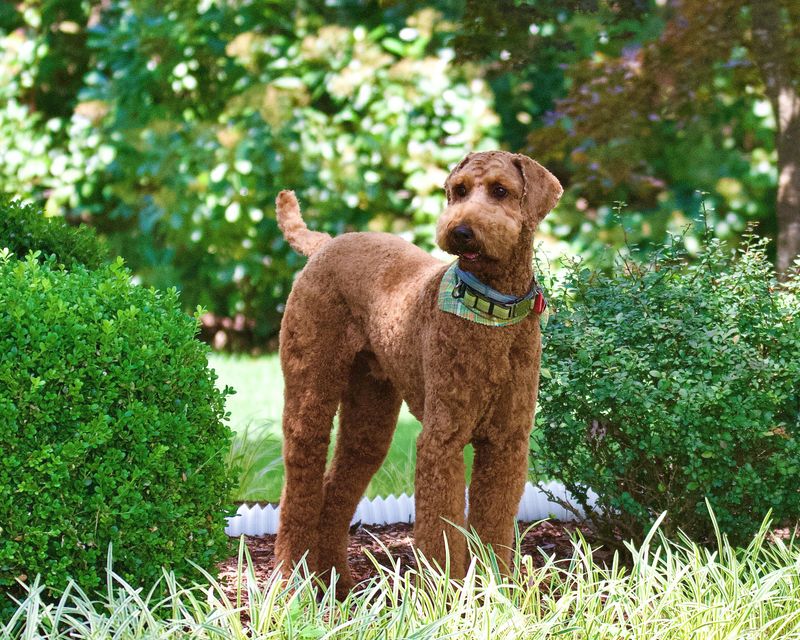 The next dog everyone suddenly wants may already be hiding in plain sight 7 Airedale Terrier