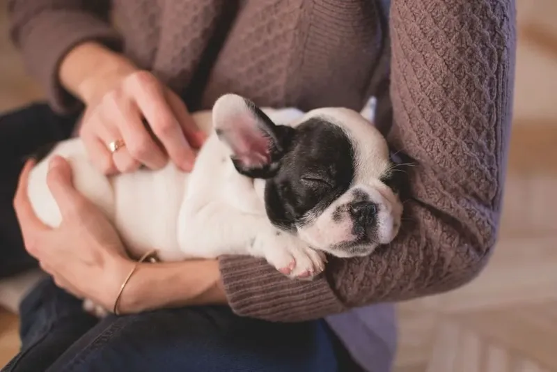 11 beautiful signs your adopted dog no longer feels abandoned or afraid 2 Sleeping comfortably