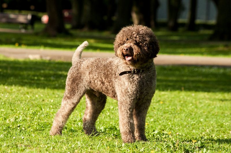 11 overlooked dogs people fall in love with once they stop following social media hype 7 Lagotto Romagnolo