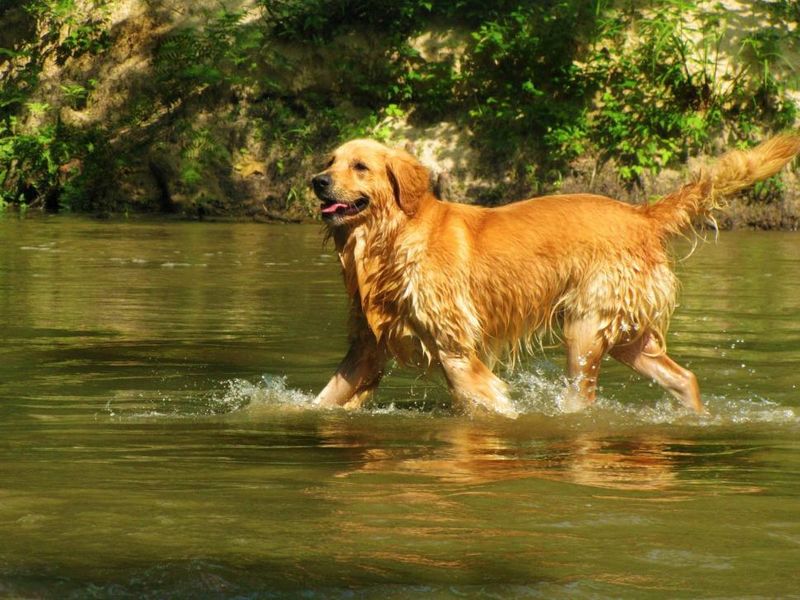 14 dog breeds that feel safest with one confident owner leading 4 Golden Retriever