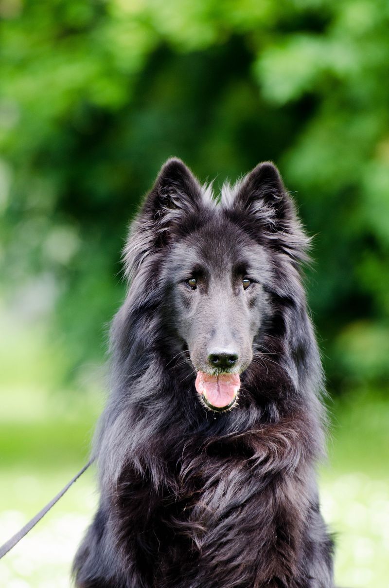 Belgian Tervuren