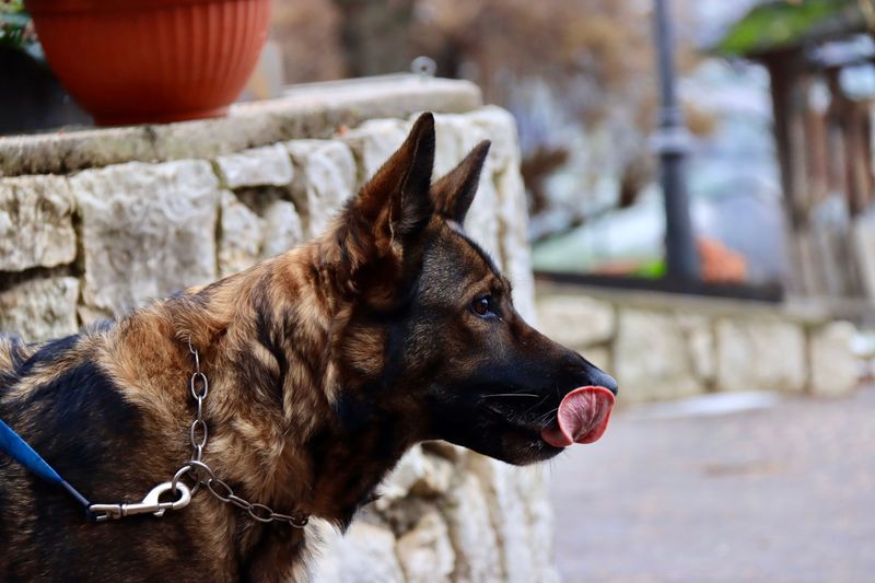 The leash comes off and the real test begins - these dog breeds often have what it takes to keep checking back 7 German Shepherd