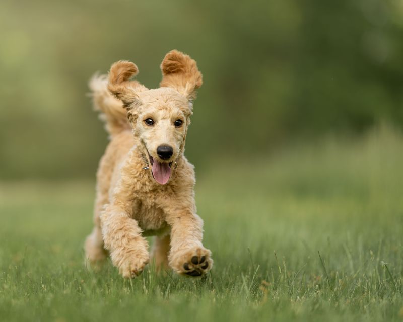 Clear rules can click quickly with these responsive, people-focused breeds 5 Poodle - clever curls, quick clicks