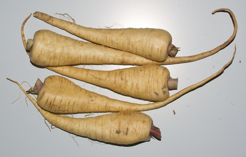 19 Safe and Nutritious Vegetables Dogs Can Enjoy 20 Parsnips
