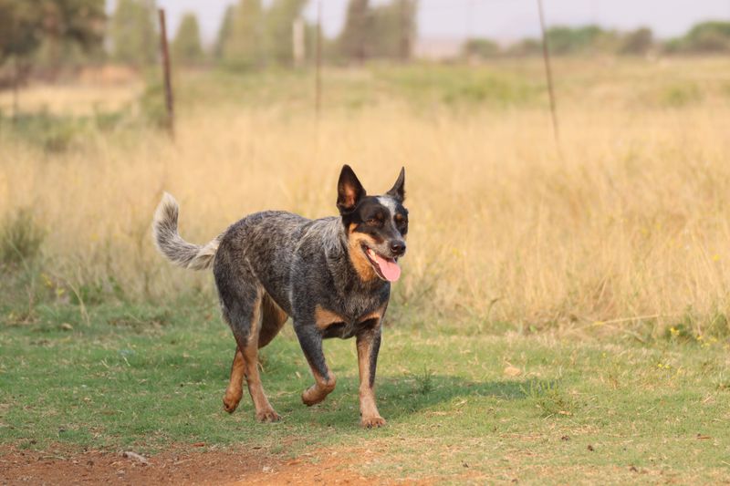 These hardworking dog breeds were built for more than casual exercise 4 Australian Cattle Dog