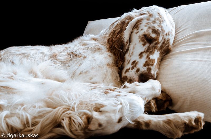 The best companion isn't always the most exciting - and these dog breeds prove it 7 English Setter