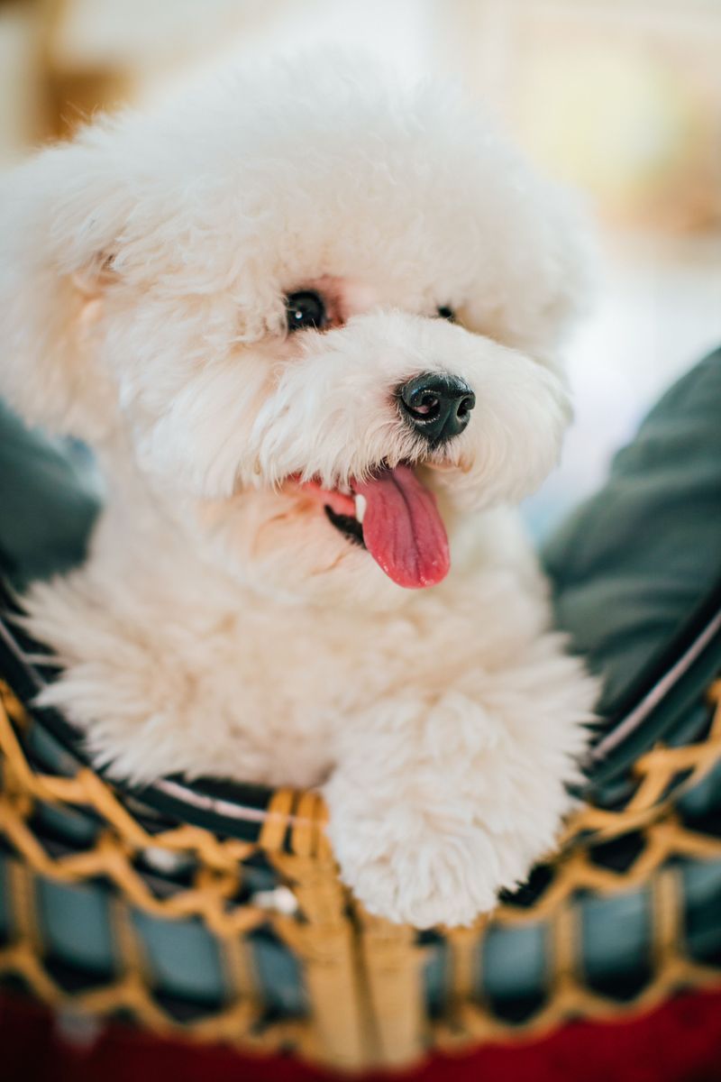 Friendly by nature, these dog breeds rarely become overbearing 9 Bichon Frise