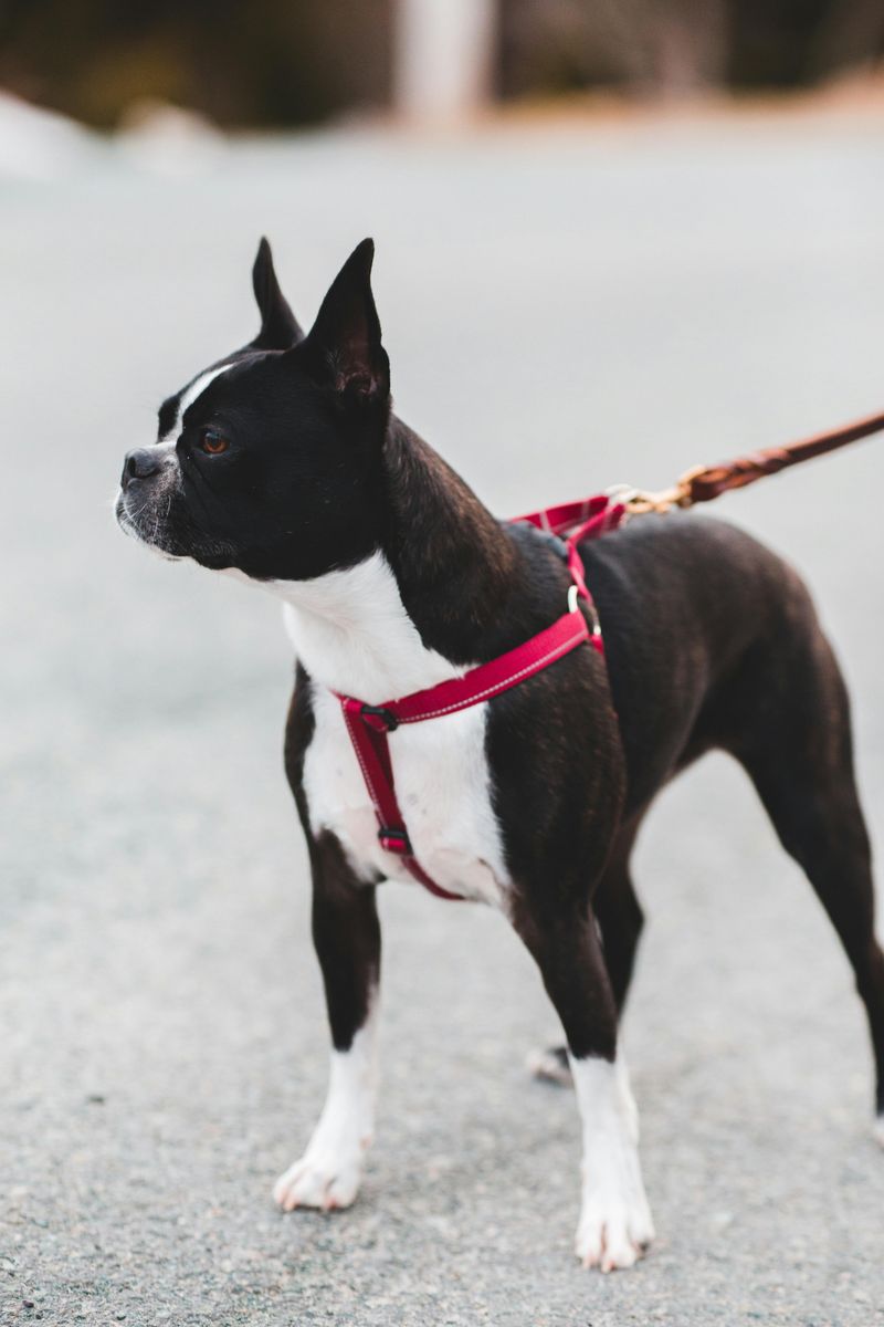 Boston Terrier