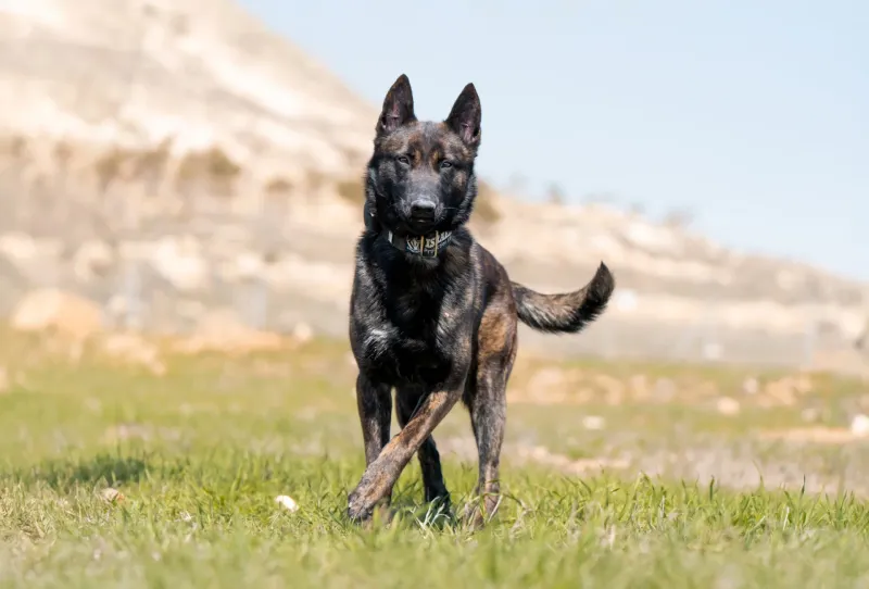Dutch Shepherd