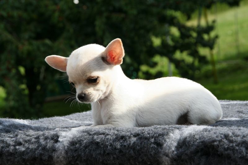 Everyone says they want a good dog - So why do dogs like these keep getting overlooked? 4 Chihuahua