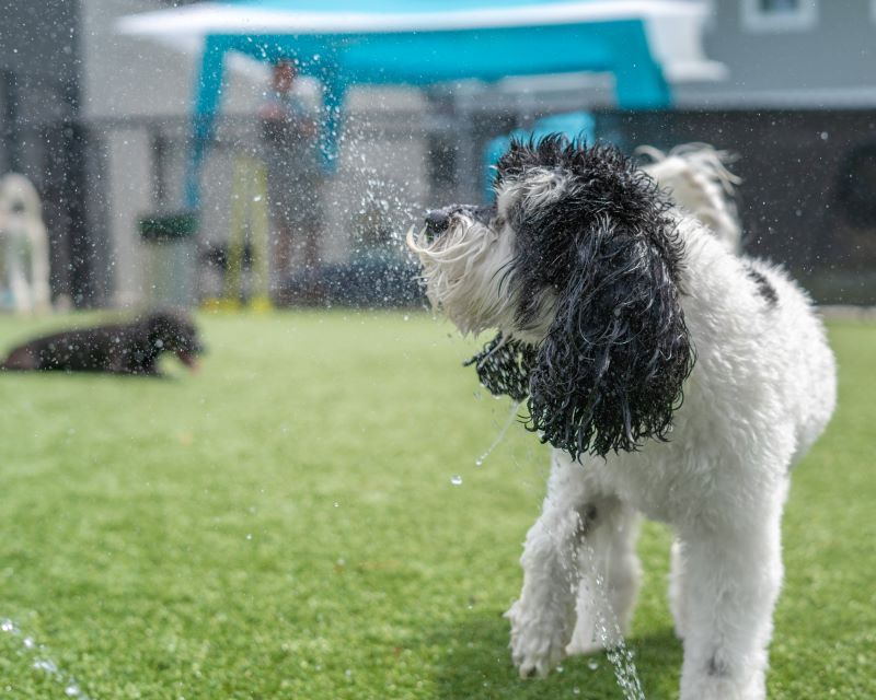 Playful behavior