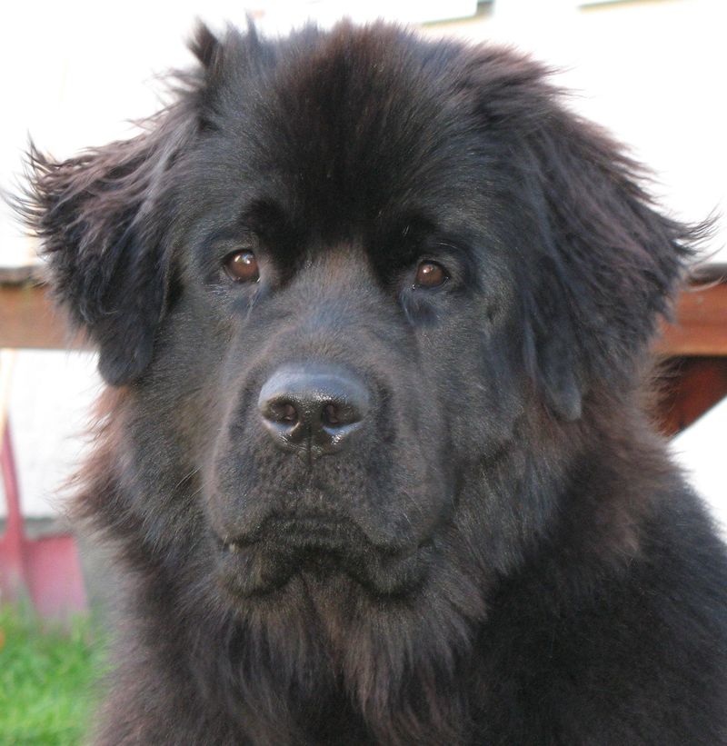 Newfoundland