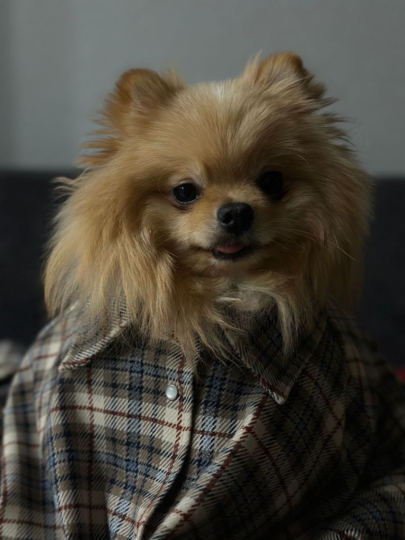 Fall in love with these dogs first and you may discover the maintenance schedule later - A few breeds flip that script 8 Pomeranian: Tiny Dog, Huge Hairdo