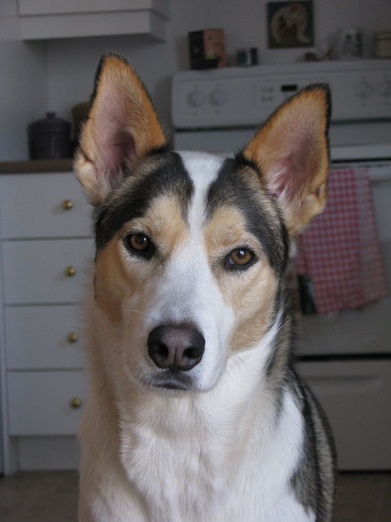 East Siberian Laika