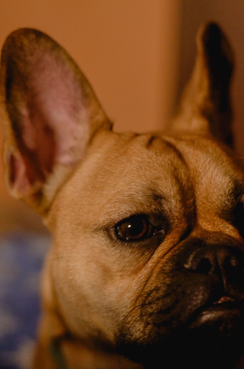 French Bulldog - Bat-eared master of the slow blink