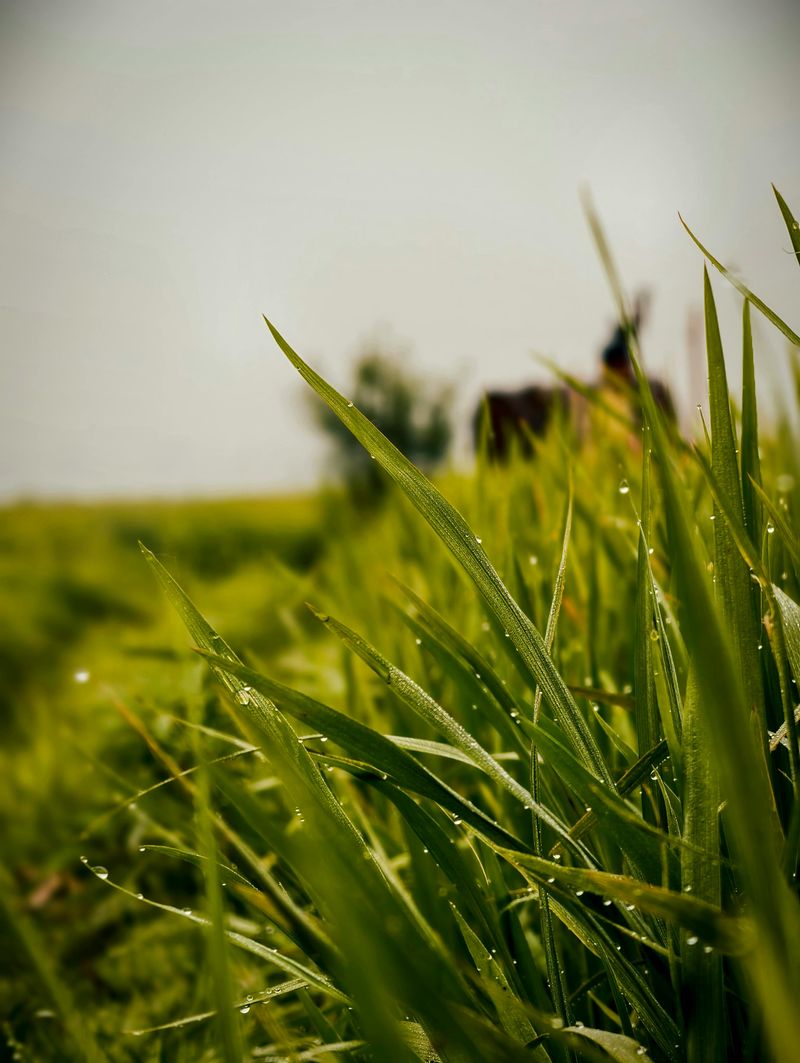 Fresh grass