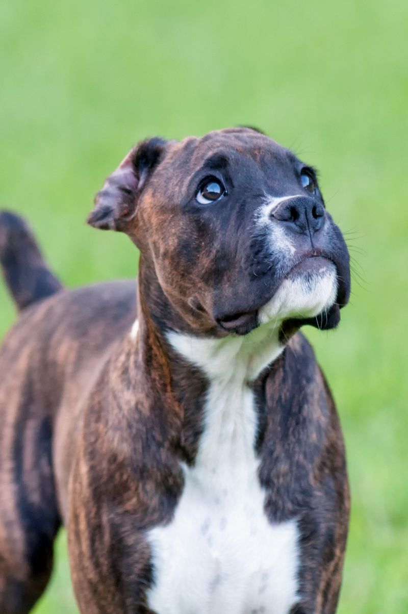 Staffordshire Bull Terrier